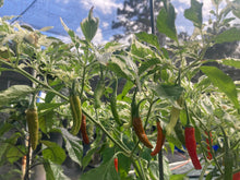 Load image into Gallery viewer, Tiger Thunder (Pepper Seeds)