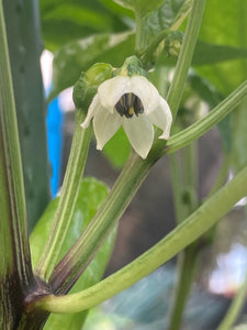 BadFish (Pepper Seeds)