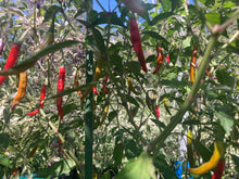 Load image into Gallery viewer, Daywalker (T-E) (Pepper Seeds)