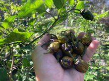 Load image into Gallery viewer, MonsterGum Leopard (Mustard)(Pepper Seeds)