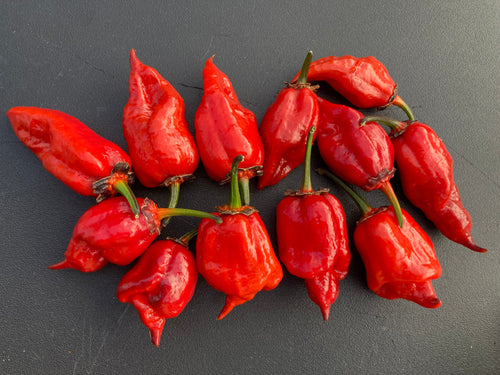 BBG Horizon Evolution (Pepper Seeds)