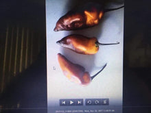 Load image into Gallery viewer, PJ Ice (Pepper Seeds)