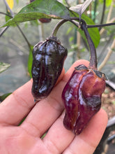 Load image into Gallery viewer, Dark BBG Horizon (Pepper Seeds)