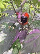 Load image into Gallery viewer, Bryan’s Vulcan Blood (Pepper Seeds)