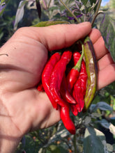 Load image into Gallery viewer, Corvinas (T-E) (Pepper Seeds)