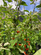 Load image into Gallery viewer, Thunder Nugs (Pepper Seeds)