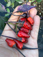 Load image into Gallery viewer, Trixster Red XD (Pepper Seeds)