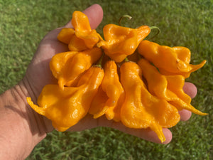 Soul Squeeze (Pepper Seeds)