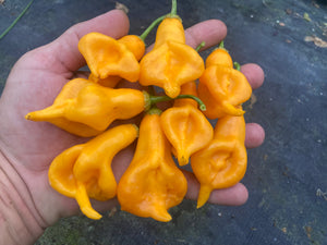 Soul Squeeze (Pepper Seeds)