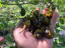 Load image into Gallery viewer, MonsterGum Leopard (Mustard)(Pepper Seeds)