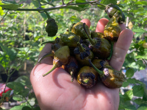 MonsterGum Leopard (Mustard)(Pepper Seeds)