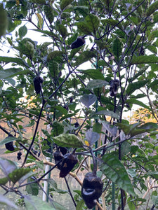 Dark BBG Horizon (Pepper Seeds)