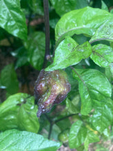 Load image into Gallery viewer, Purple Uprising Yellow (Pepper Seeds)