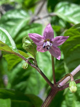 Load image into Gallery viewer, Purple BhutWrecker (Pepper Seeds)