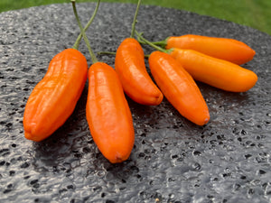 Aji Little Finger (Pepper Seeds)