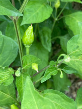 Load image into Gallery viewer, Aji Jamy (Pepper Seeds)