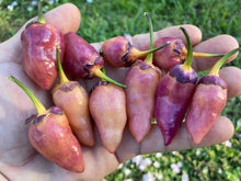 Load image into Gallery viewer, BBG Pink Horizon (Pepper Seeds)