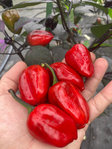 Bryan’s Emperor Blood (Pepper Seeds)