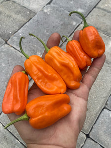 Puriraheim (T-E) (Pepper Seeds)