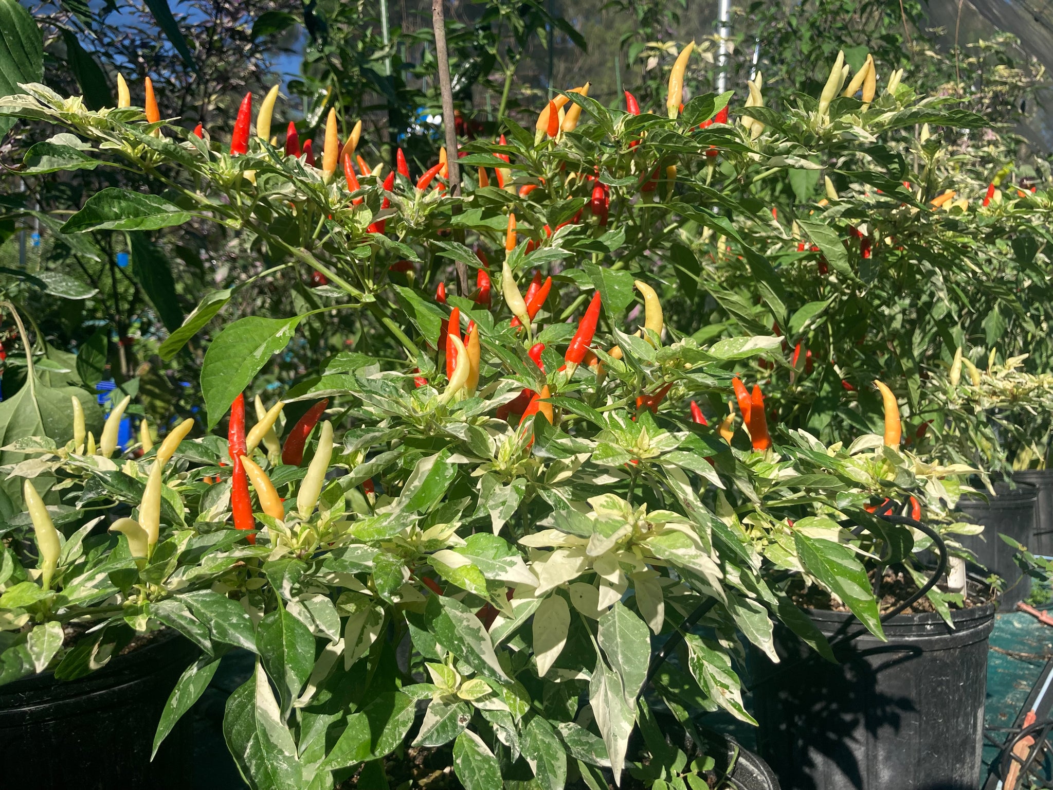 planting chili pepper seeds Hot Pallet (Pepper Seeds) – Towns-End Chili & Spice