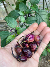 Load image into Gallery viewer, PurpleGum Black Cream (Pepper Seeds)