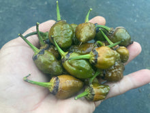 Load image into Gallery viewer, MonsterGum Leopard (Mustard)(Pepper Seeds)