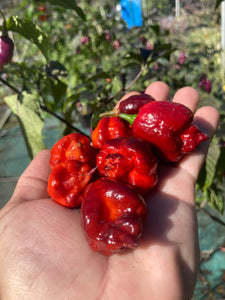 Maroon Voltron (T-E)(Pepper Seeds)