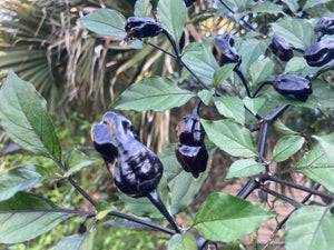 PurpleGum Black Cream (Pepper Seeds)