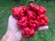 Load image into Gallery viewer, Scotch Bonnet (Red Foodorama) (Pepper Seeds)