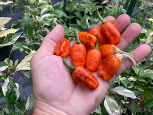 Thunder Nugs (Pepper Seeds)