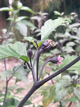 Load image into Gallery viewer, PurpleGum Black Cream (Pepper Seeds)