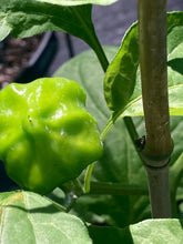 Load image into Gallery viewer, Dulce Estrella (Pepper Seeds)