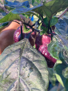 Maroon Voltron (T-E)(Pepper Seeds)