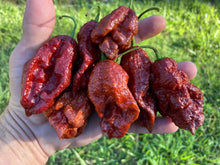 Load image into Gallery viewer, Ghost Scorpion Chocolate (T-E) (Pepper Seeds)