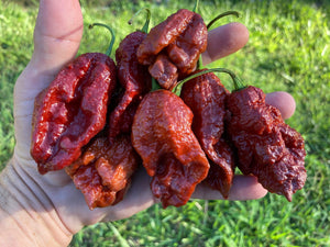 Ghost Scorpion Chocolate (T-E) (Pepper Seeds)