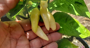 Biquinho Cream (Pepper Seeds)