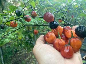 Purplegum Orange Blushed (Pepper Seeds)