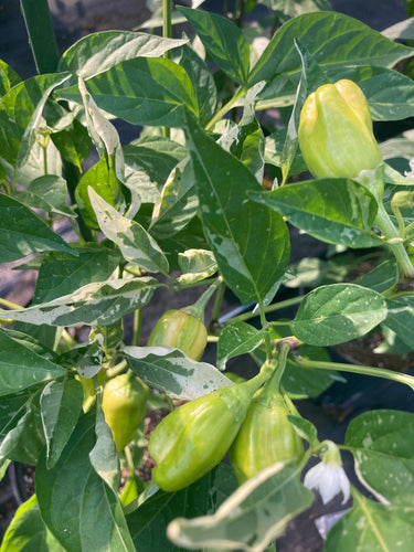 Puriraheim (T-E) (Pepper Seeds)