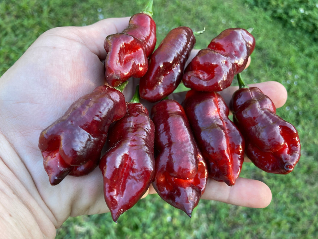 Maroon Voltron (T-E)(Pepper Seeds)