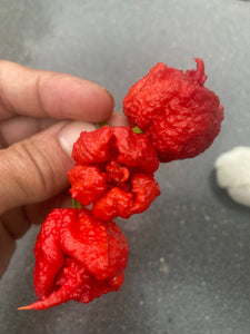 Carolina Reaper Red (Pepper Seeds)