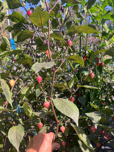 Chuparita (Mix)(T-E) (Pepper Seeds)