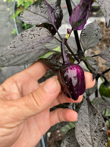 Bryan’s Emperor Blood (Pepper Seeds)