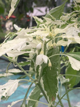 Load image into Gallery viewer, Tiger Thunder (Pepper Seeds)