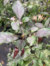 Load image into Gallery viewer, Chupacabra (T-E) (Pepper Seeds)