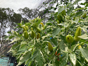 Orange Fish (Pepper Seeds)