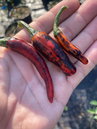 Pickles Blood (Spattered)(Pepper Seeds)