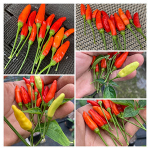 Tabasco Red (Pepper Seeds)