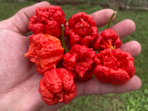 Carolina Reaper Red (Pepper Seeds)