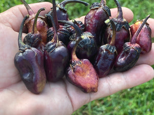 PurpleGum Black Cream (Pepper Seeds)