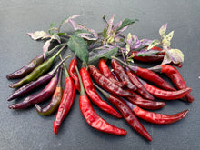 Load image into Gallery viewer, Lost Boys (T-E) (Pepper Seeds)